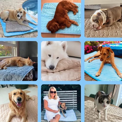 Dogs and cats using pet cooling mats